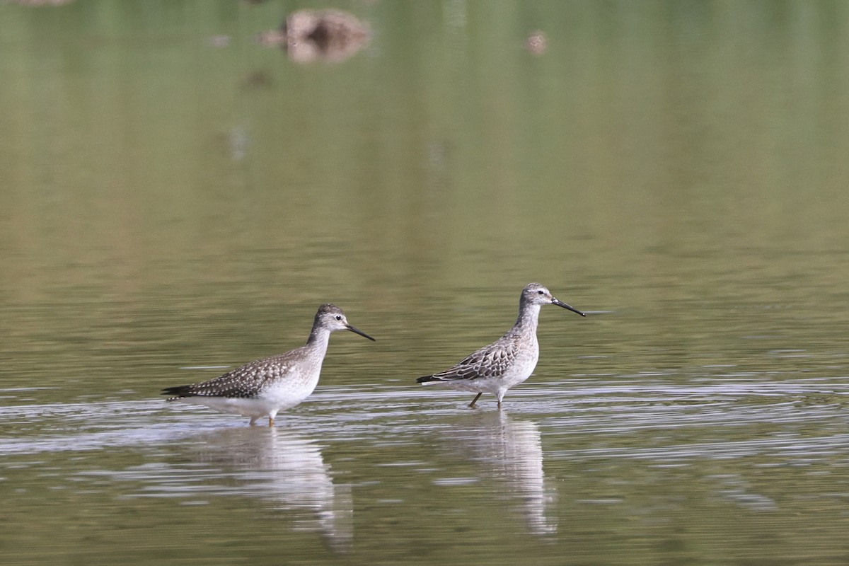 Stilt Sandpiper - ML623247655