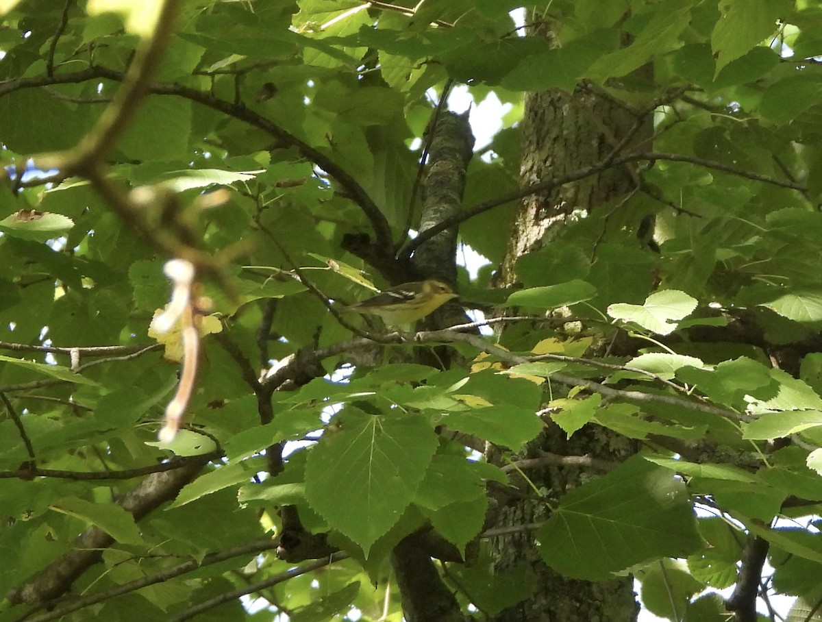 Blackburnian Warbler - ML623247813