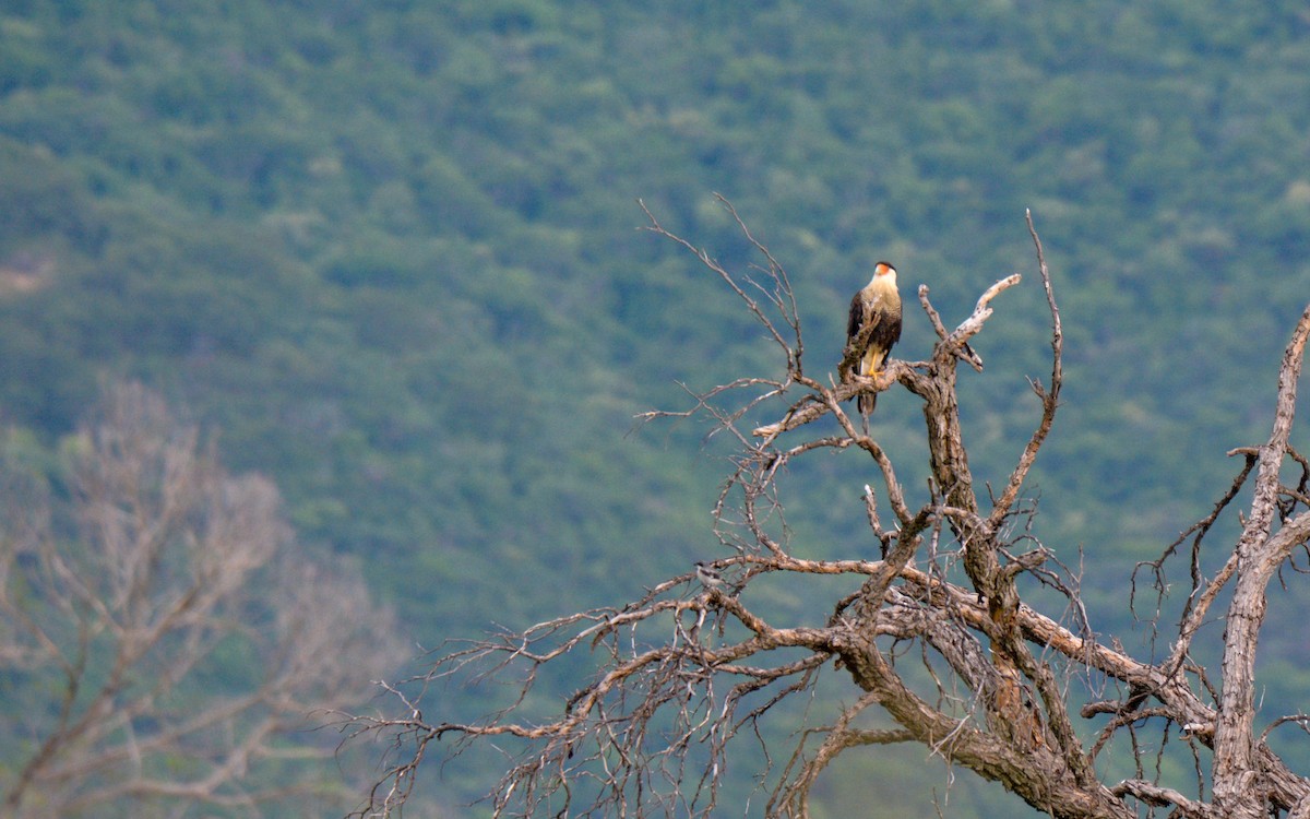 Crested Caracara (Northern) - ML623247930