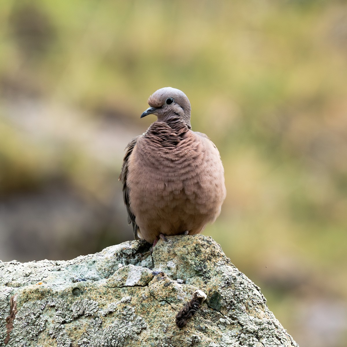 Eared Dove - ML623247939