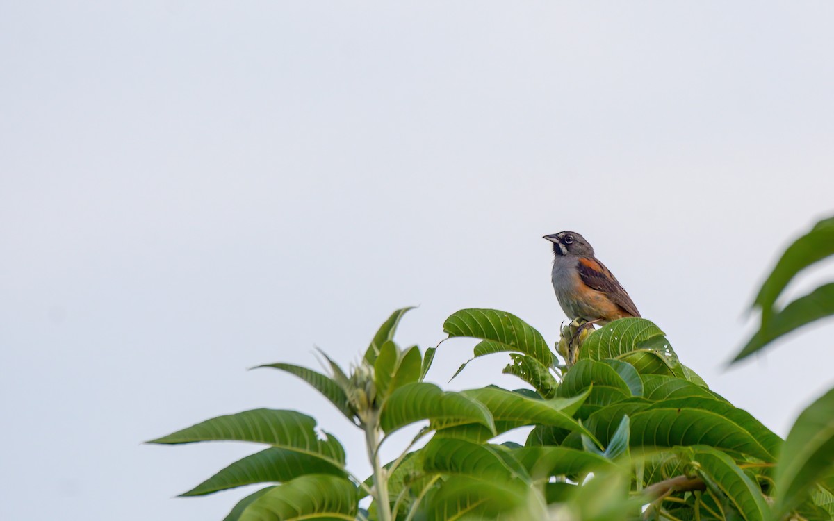 Bridled Sparrow - ML623248038