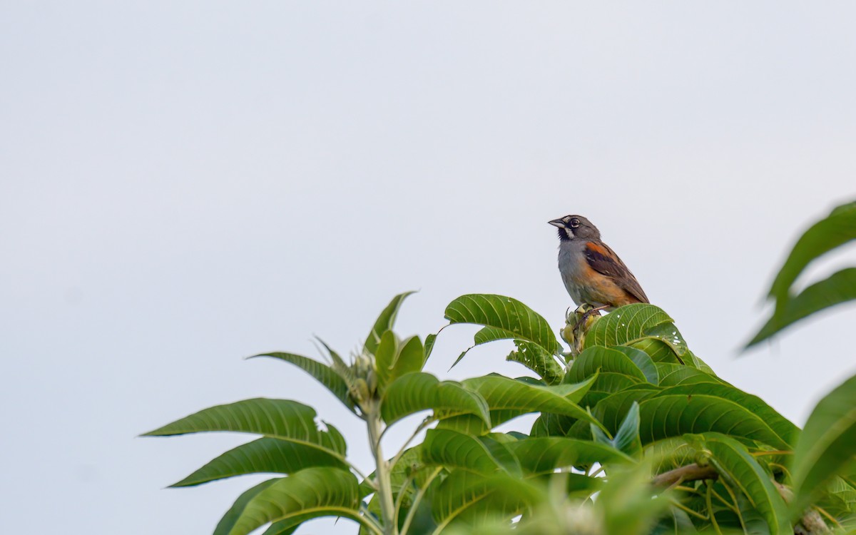 Bridled Sparrow - ML623248040