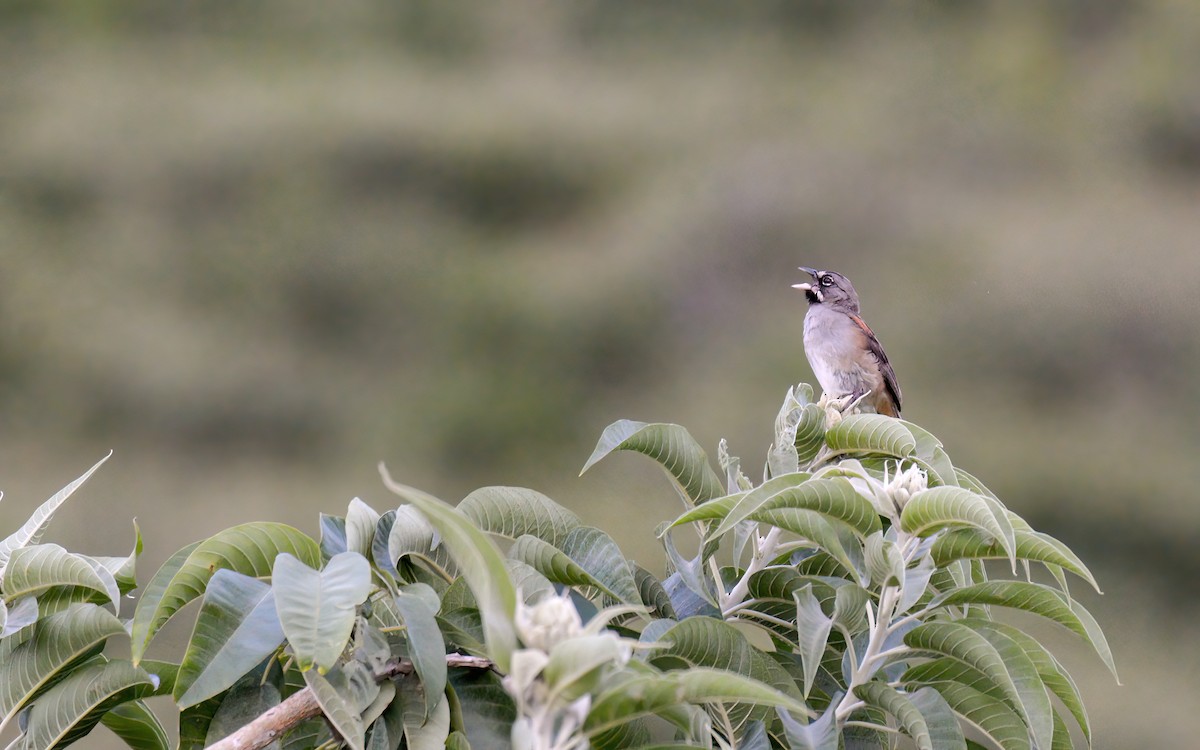 Bridled Sparrow - ML623248042