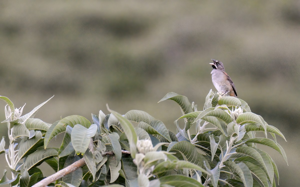 Bridled Sparrow - ML623248044