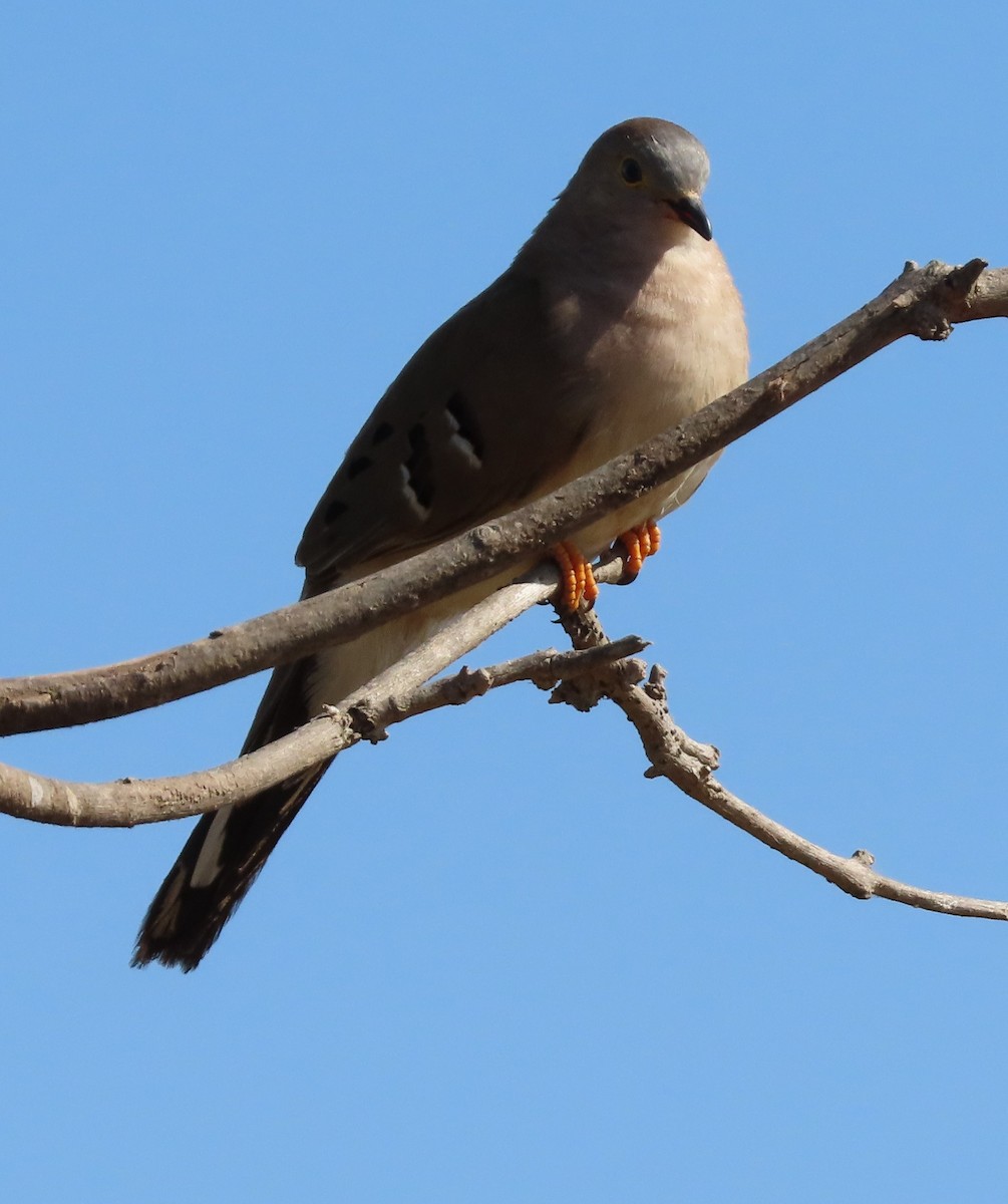 Long-tailed Ground Dove - ML623248114