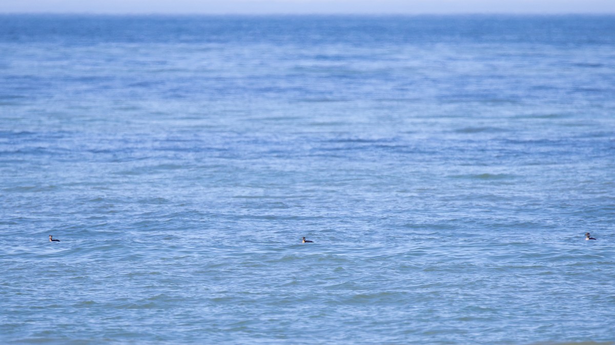 Red-necked Grebe - ML623248250