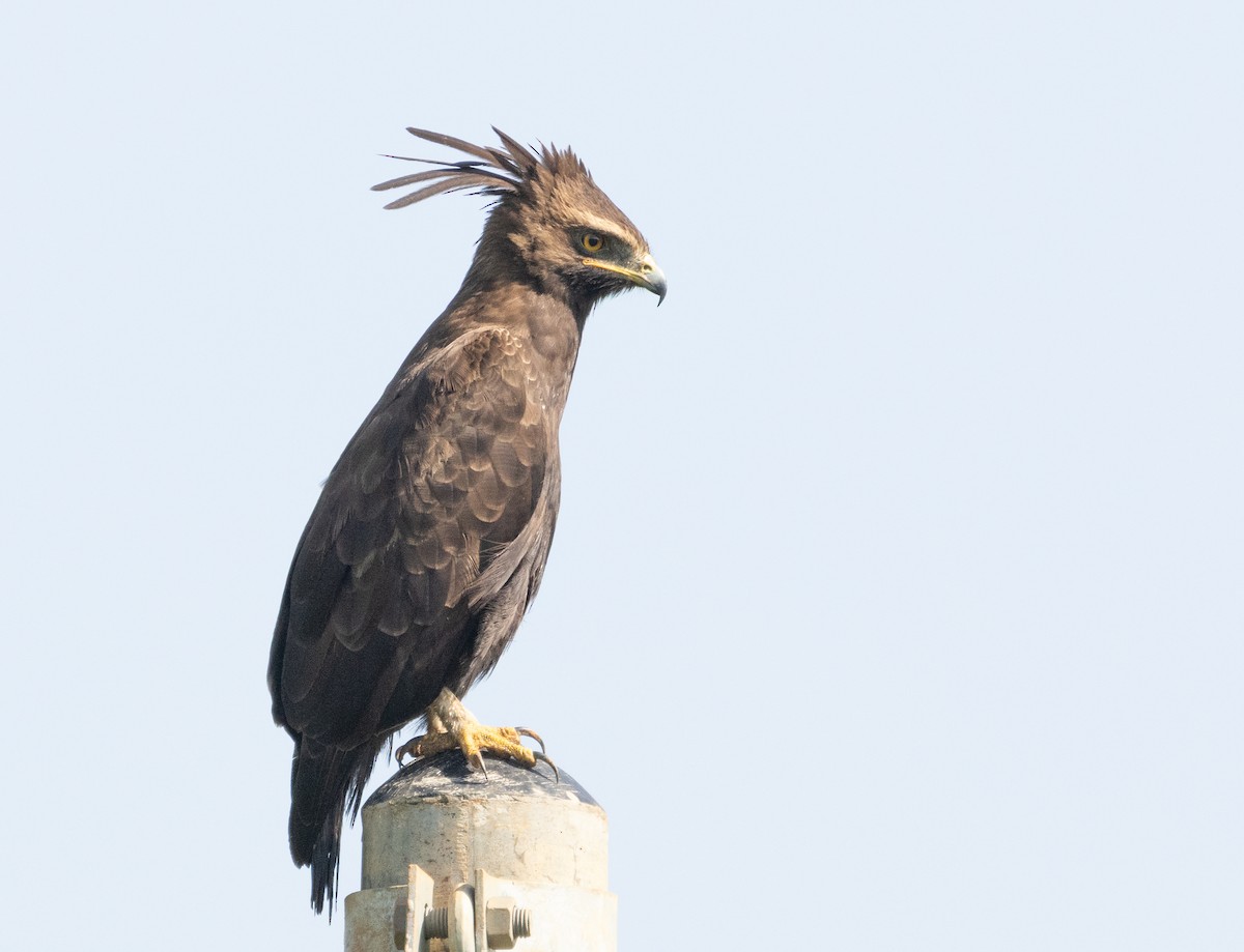 Long-crested Eagle - ML623248306