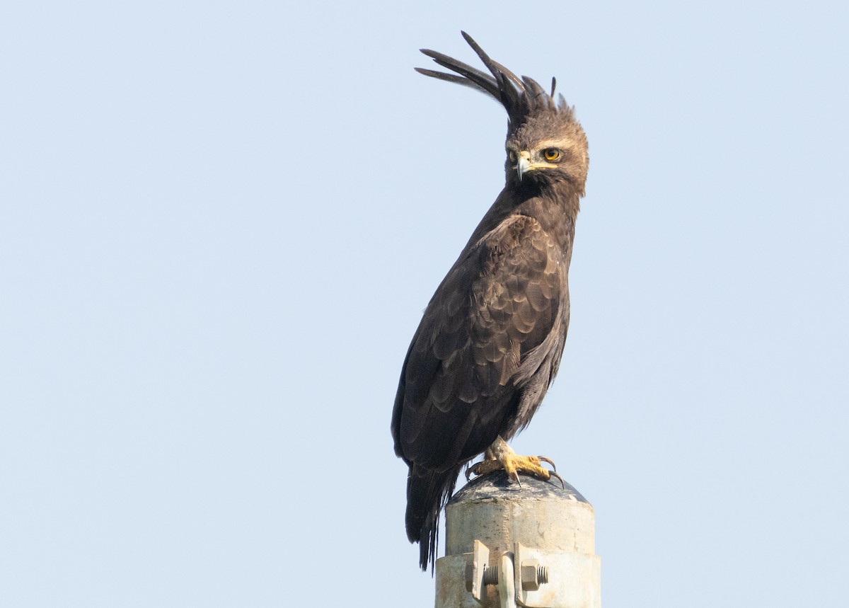 Long-crested Eagle - ML623248307