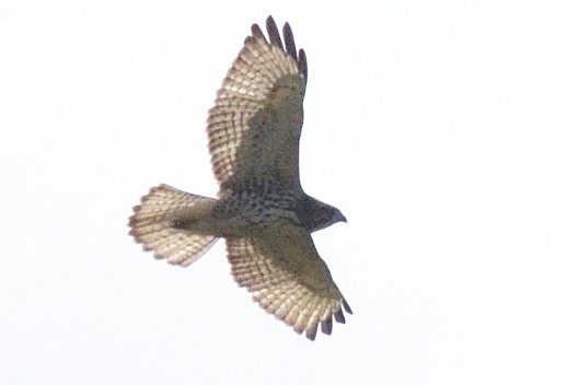 Broad-winged Hawk - Andrew Schopieray