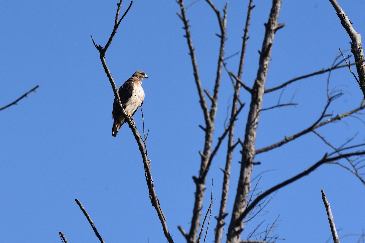 Red-tailed Hawk - ML623248329