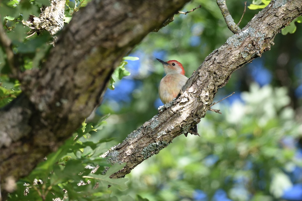 Red-bellied Woodpecker - ML623248339