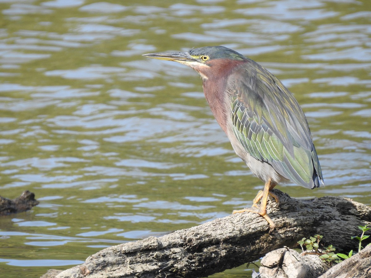 Green Heron - ML623248340