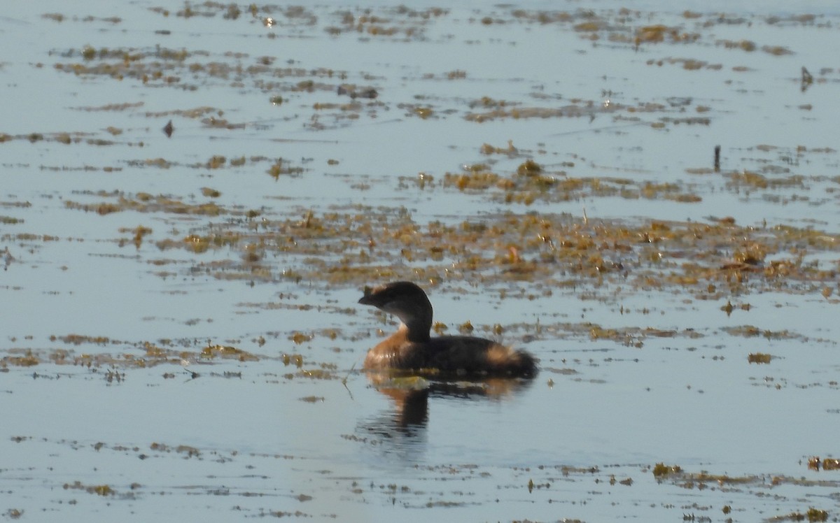 Pied-billed Grebe - ML623248342