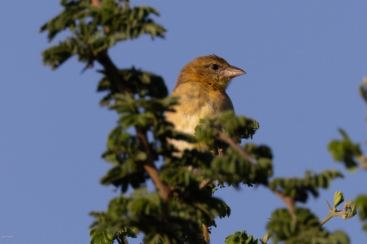 Golden-backed Weaver - John Hannan