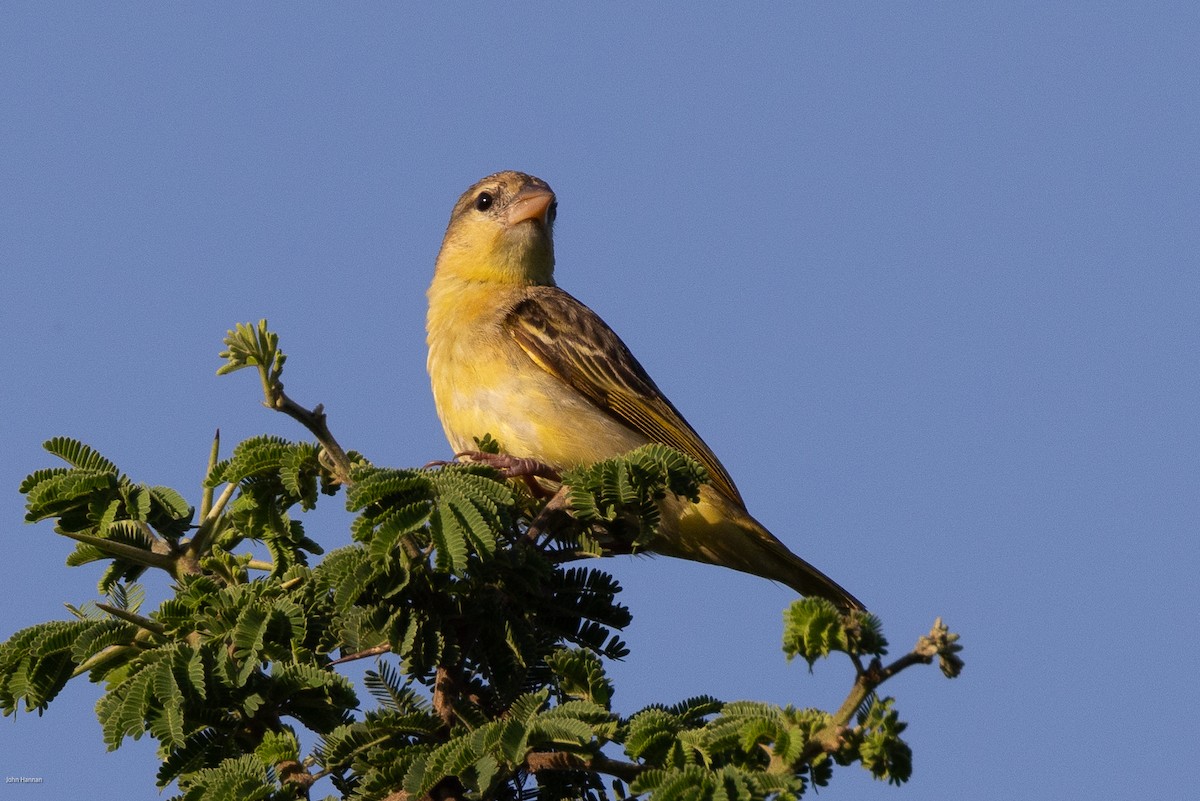 Golden-backed Weaver - ML623248358