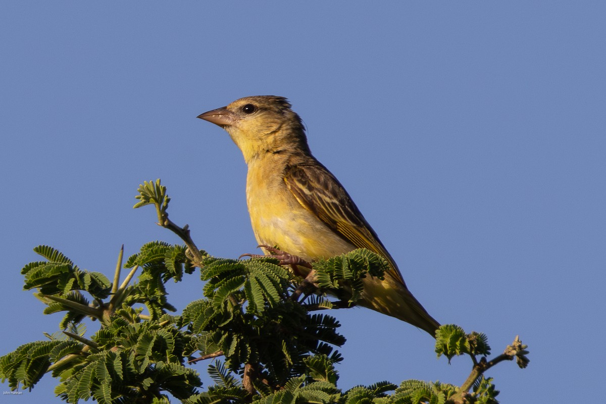 Golden-backed Weaver - John Hannan