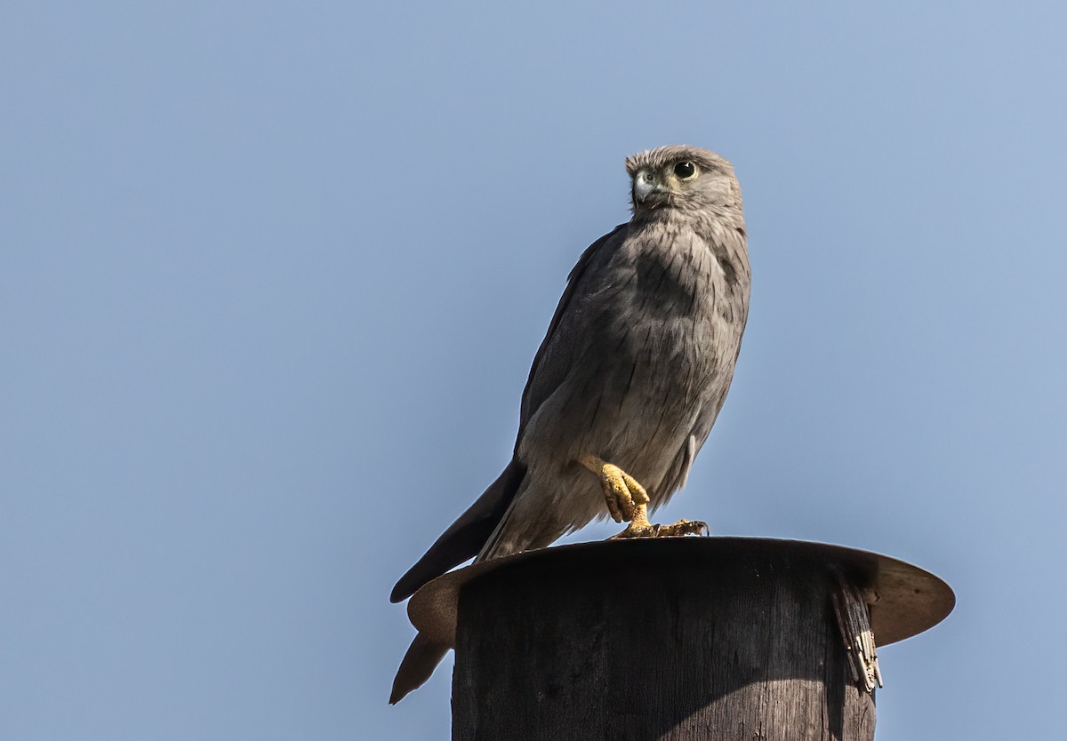 Gray Kestrel - ML623248387