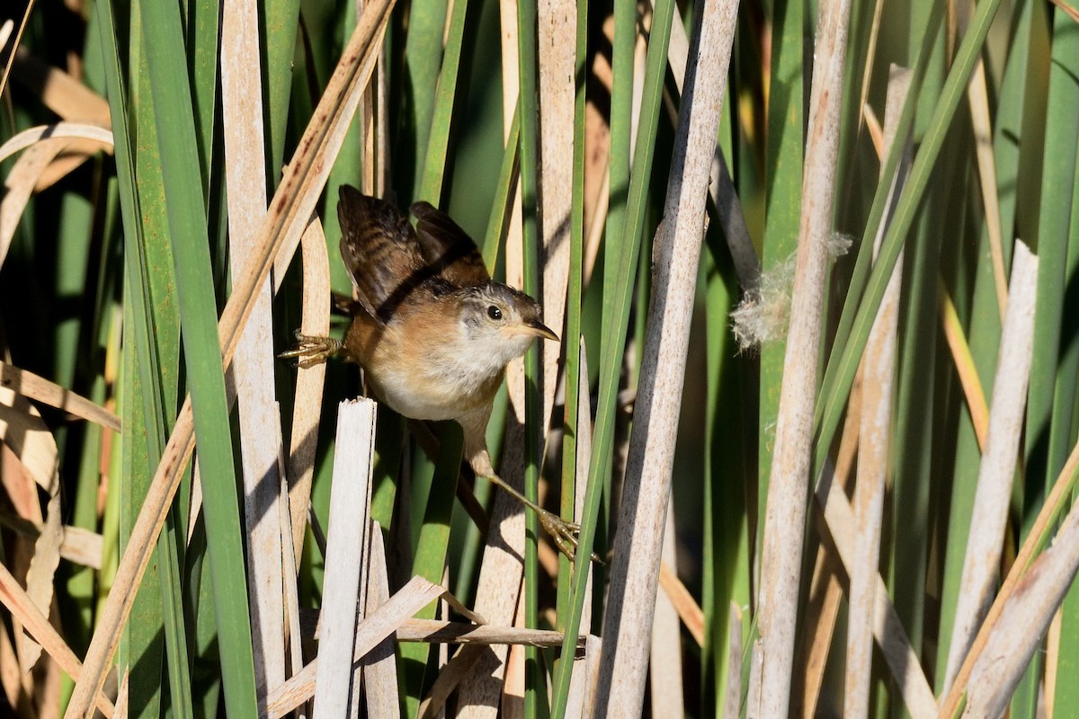 Marsh Wren - ML623248390