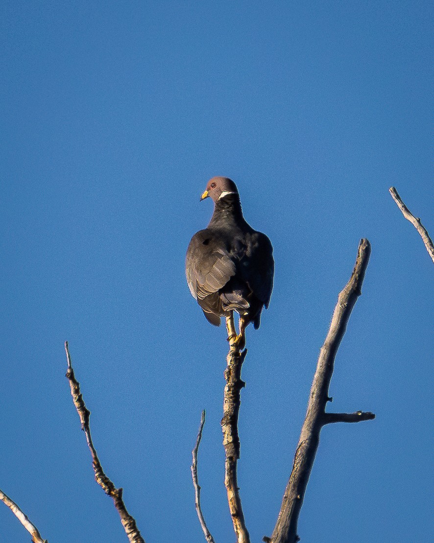 Band-tailed Pigeon - Alan Taylor