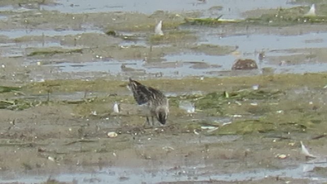 Broad-billed Sandpiper - ML623248430