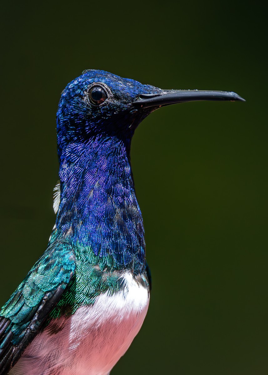 White-necked Jacobin - ML623248434