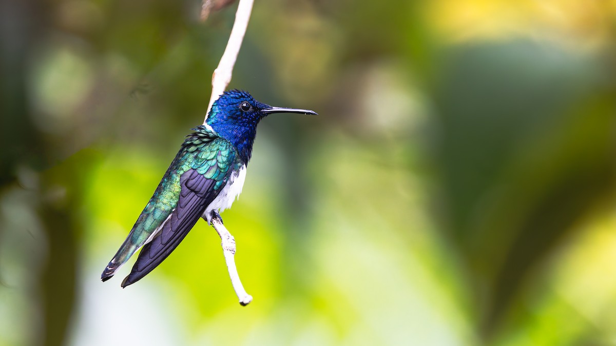 White-necked Jacobin - ML623248440