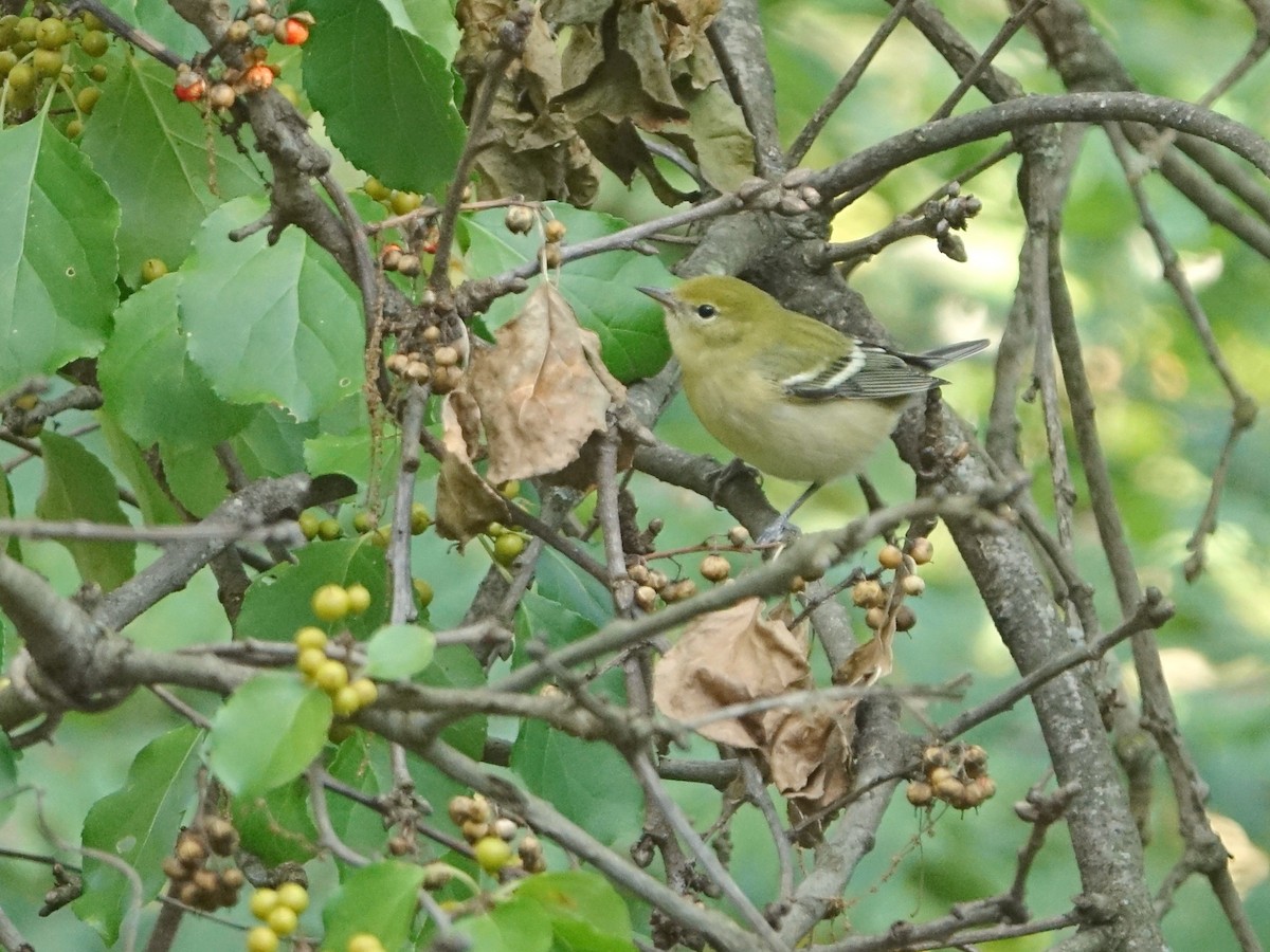 Bay-breasted Warbler - ML623248442