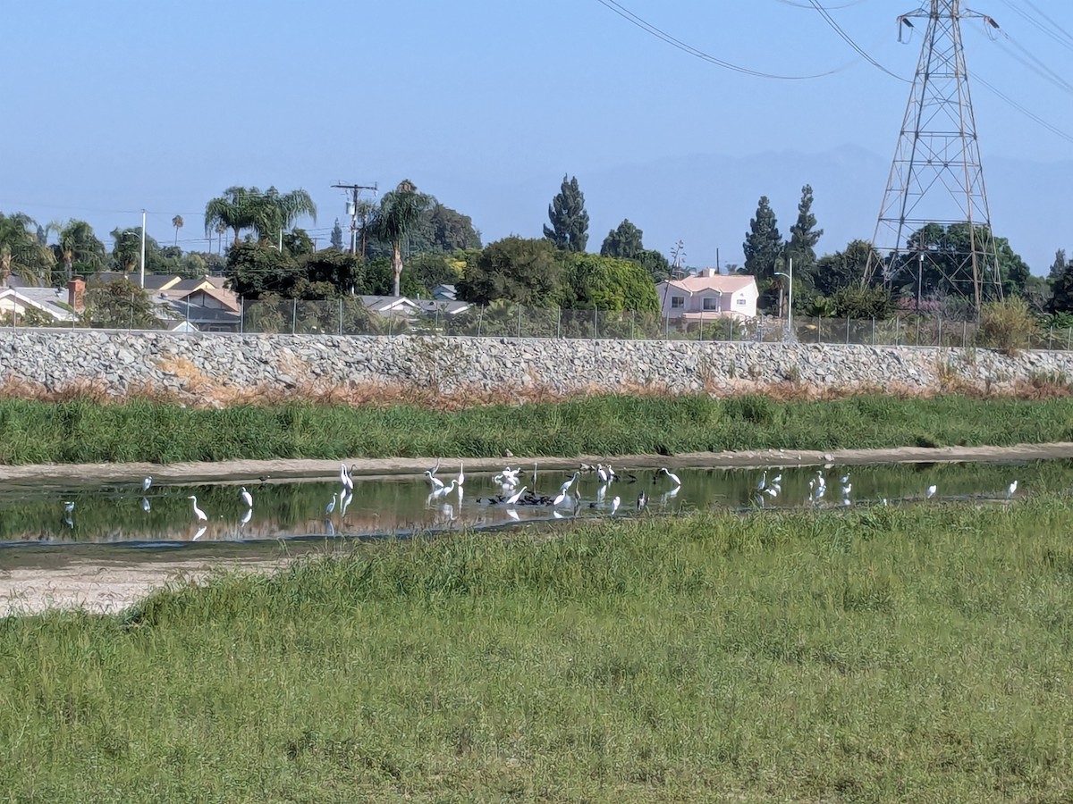 Great Egret - ML623248445