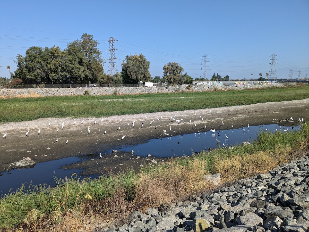 Great Egret - Benjamin Ewing