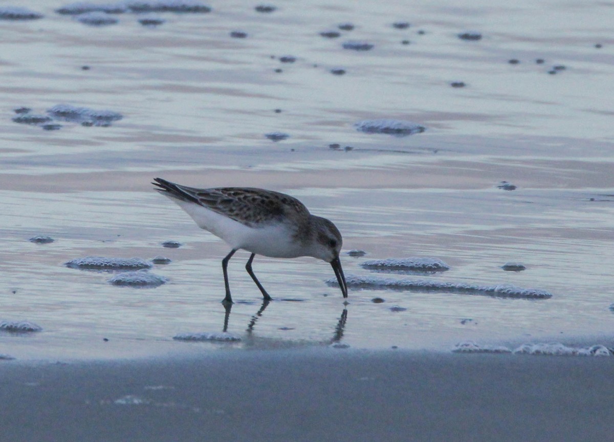 Western Sandpiper - ML623248464