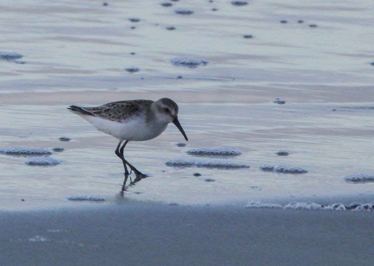 Western Sandpiper - ML623248465