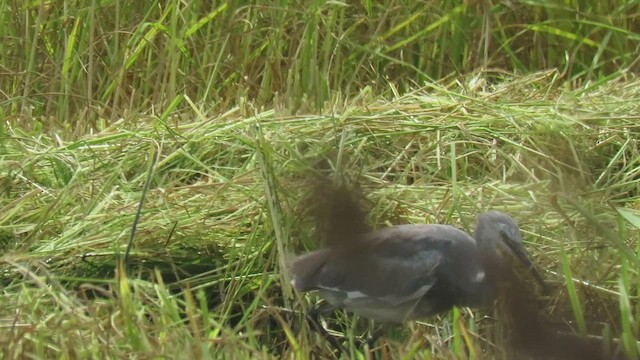 Little Egret x Western Reef-Heron (hybrid) - ML623248473