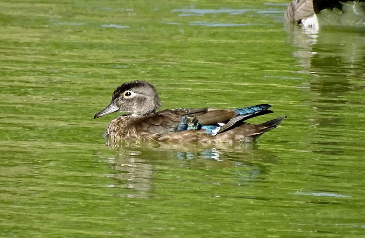 Wood Duck - ML623248482