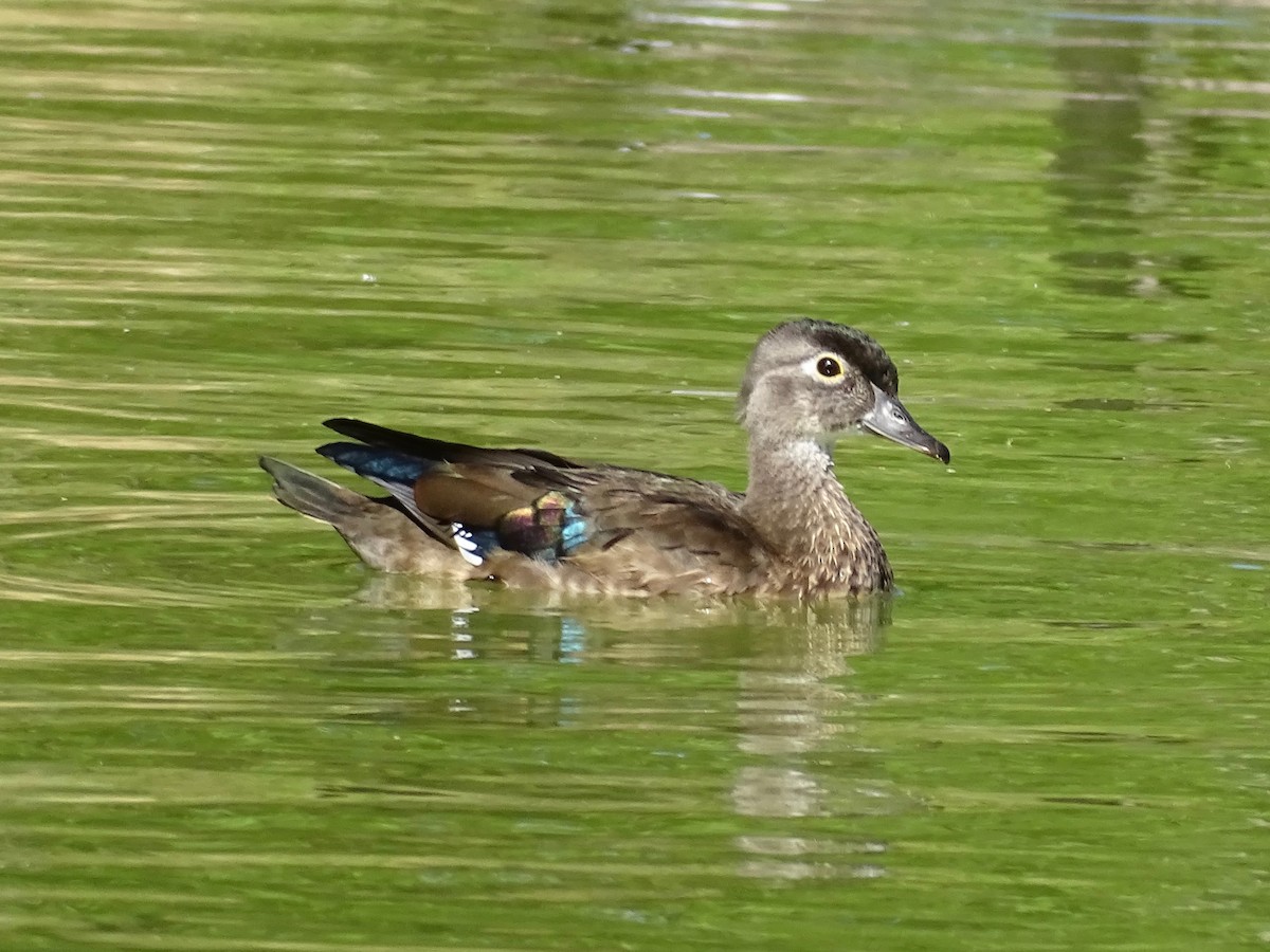 Wood Duck - ML623248496