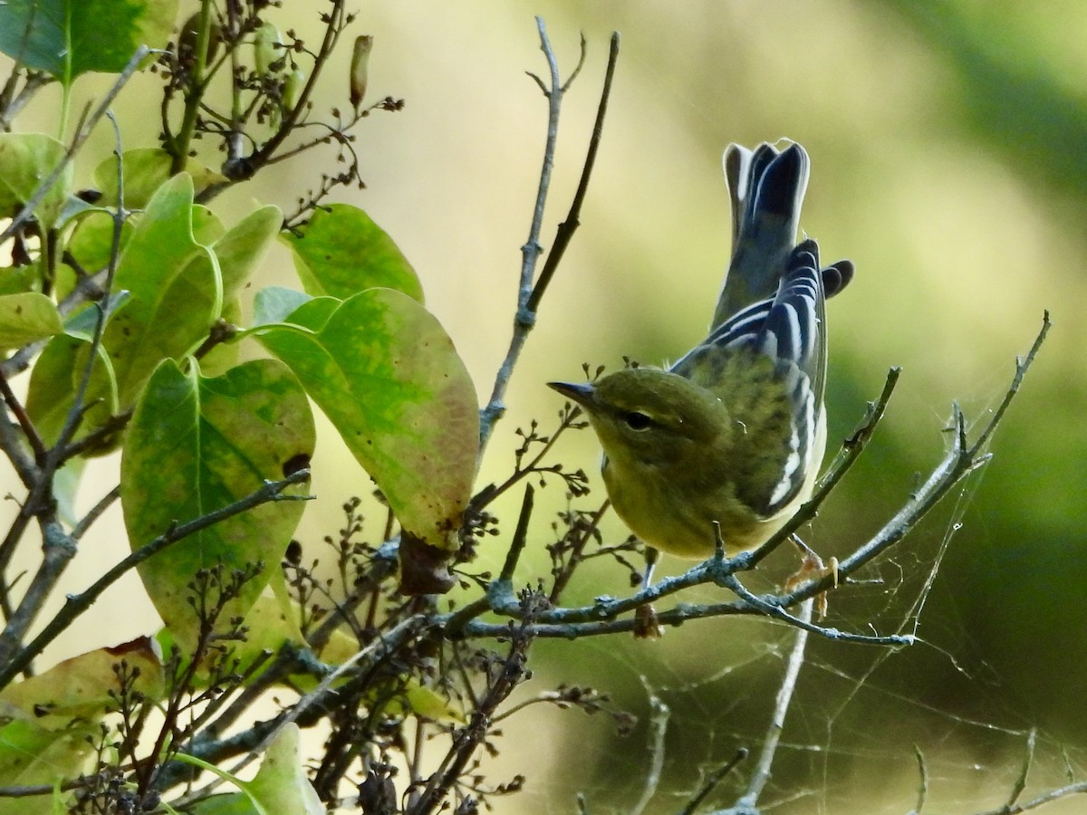 Blackpoll Warbler - ML623248529