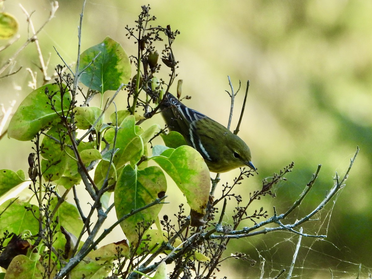 Blackpoll Warbler - ML623248537