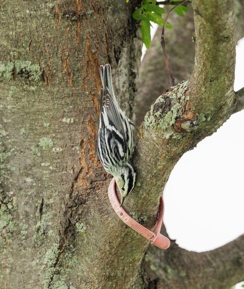 Black-and-white Warbler - ML623248554