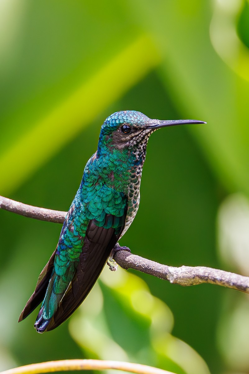 Blue-chinned Sapphire - ML623248555