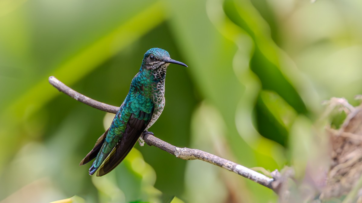 Blue-chinned Sapphire - ML623248556