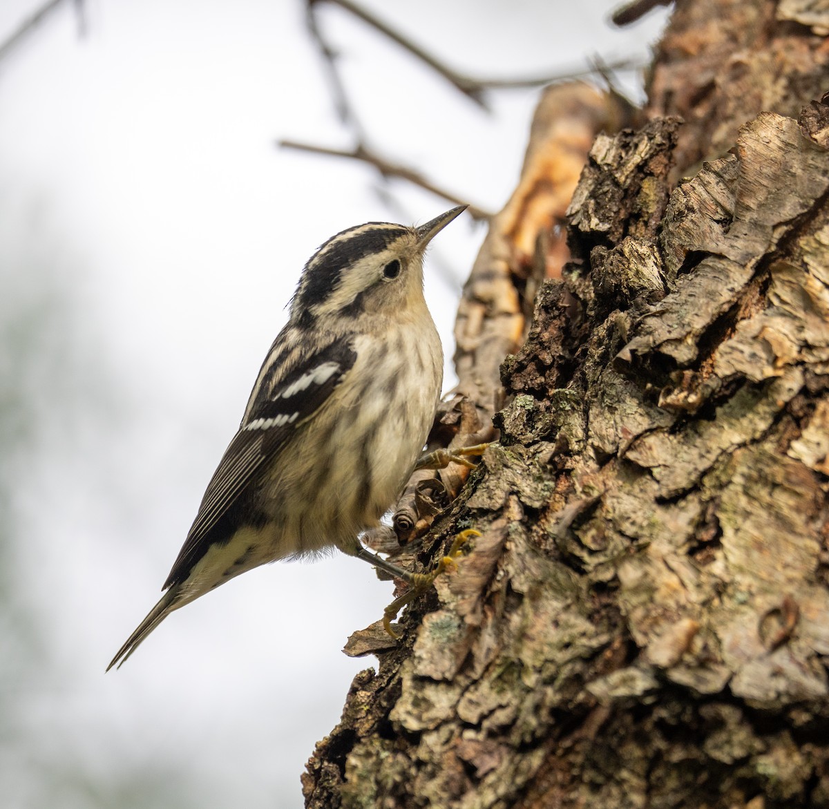 Black-and-white Warbler - ML623248558