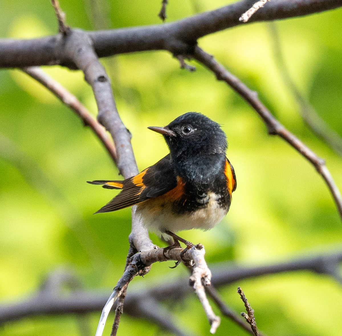 American Redstart - ML623248568