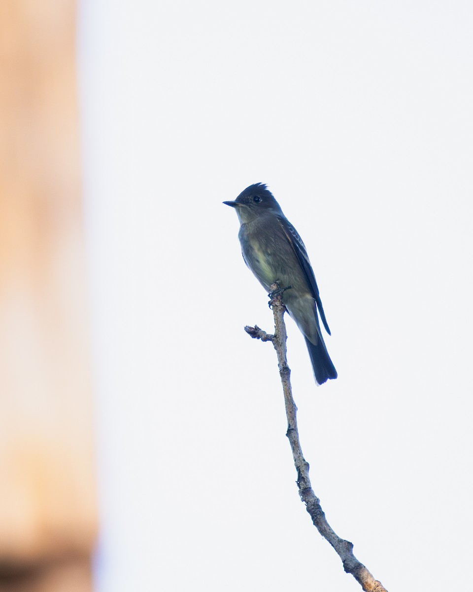 Yellow-rumped Warbler - ML623248569