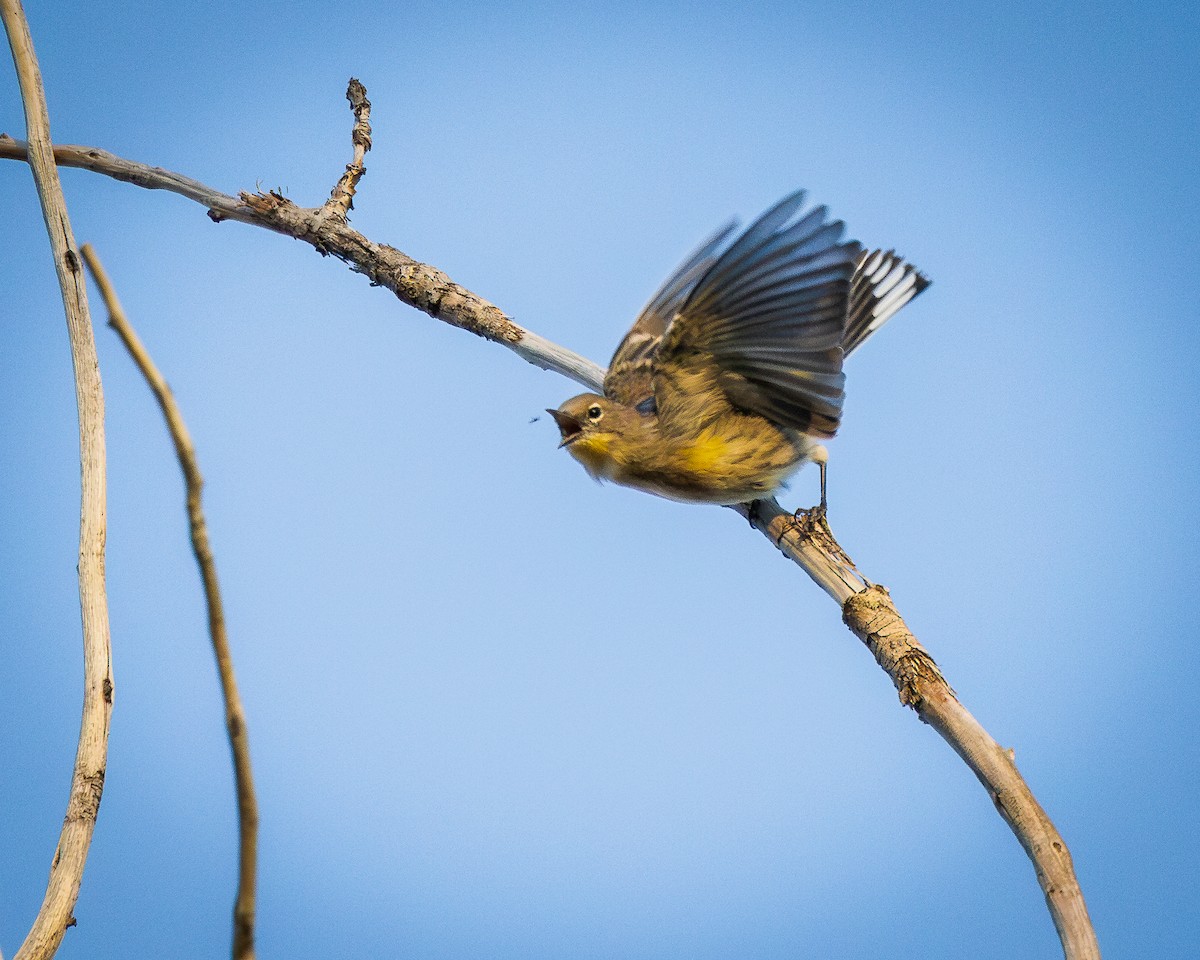 Yellow-rumped Warbler - ML623248570