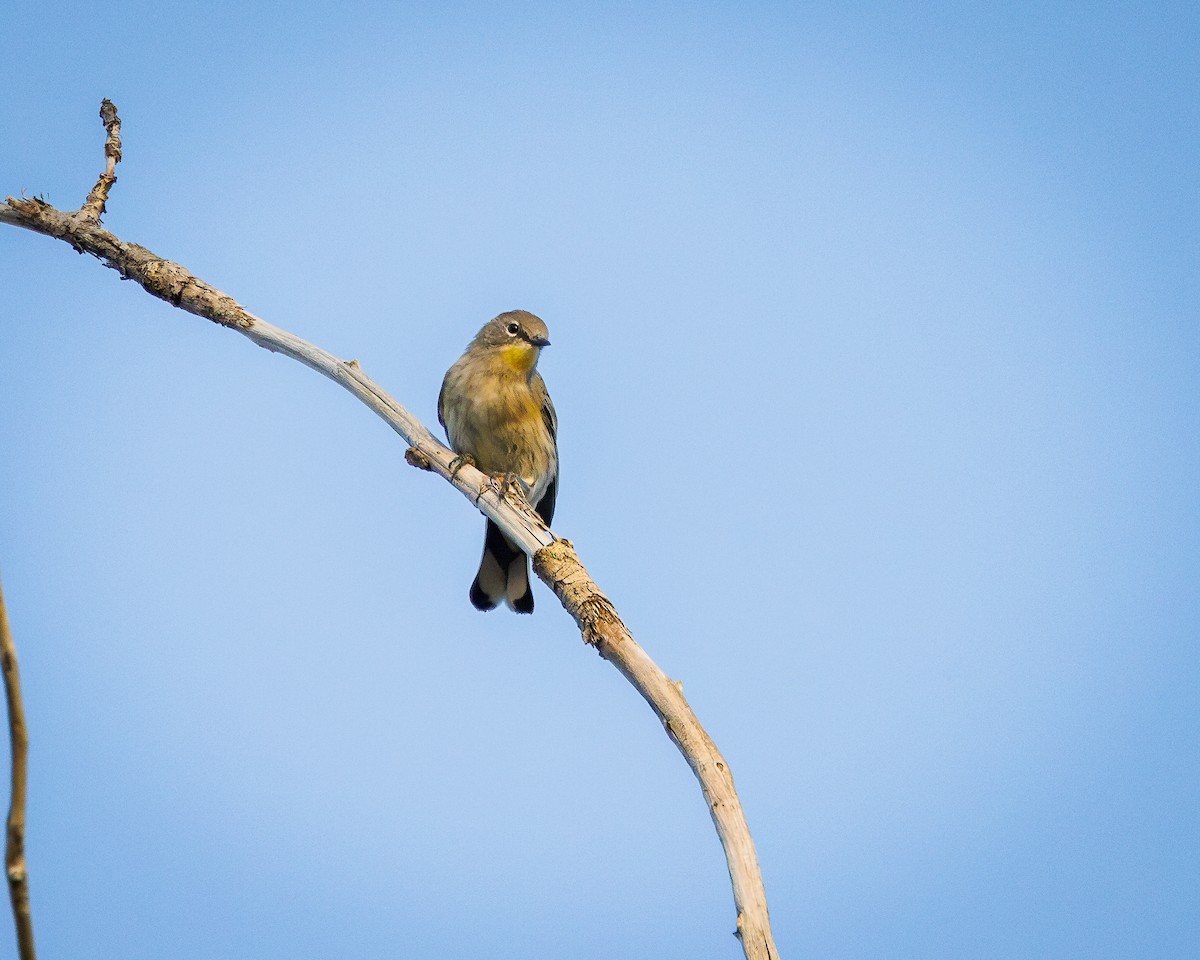 Yellow-rumped Warbler - ML623248571