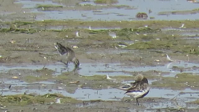 Broad-billed Sandpiper - ML623248573