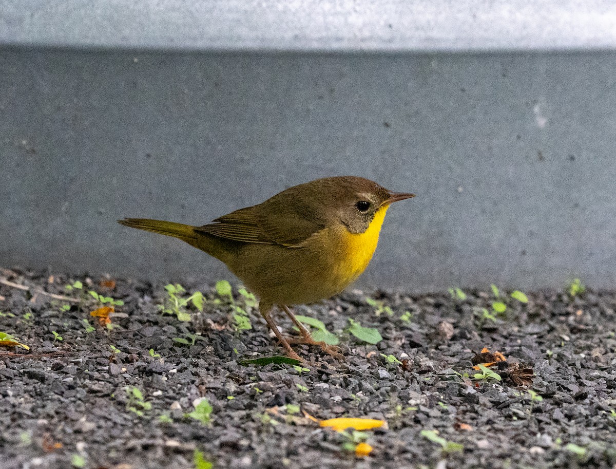 Common Yellowthroat - ML623248580