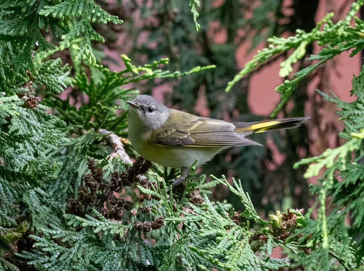 American Redstart - ML623248585