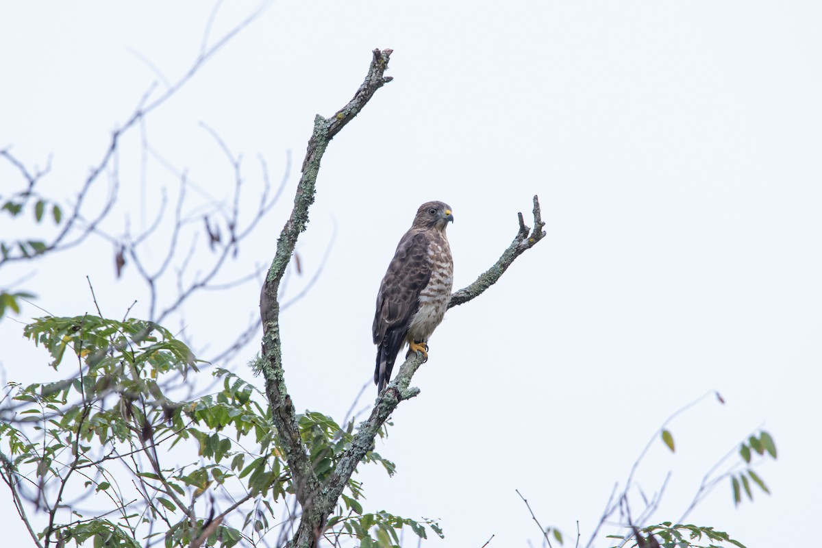 Broad-winged Hawk - ML623248611