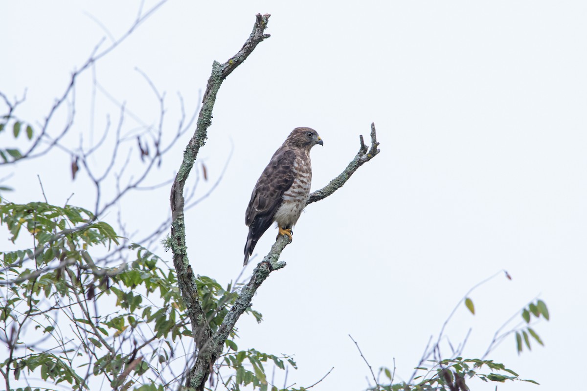 Broad-winged Hawk - ML623248612