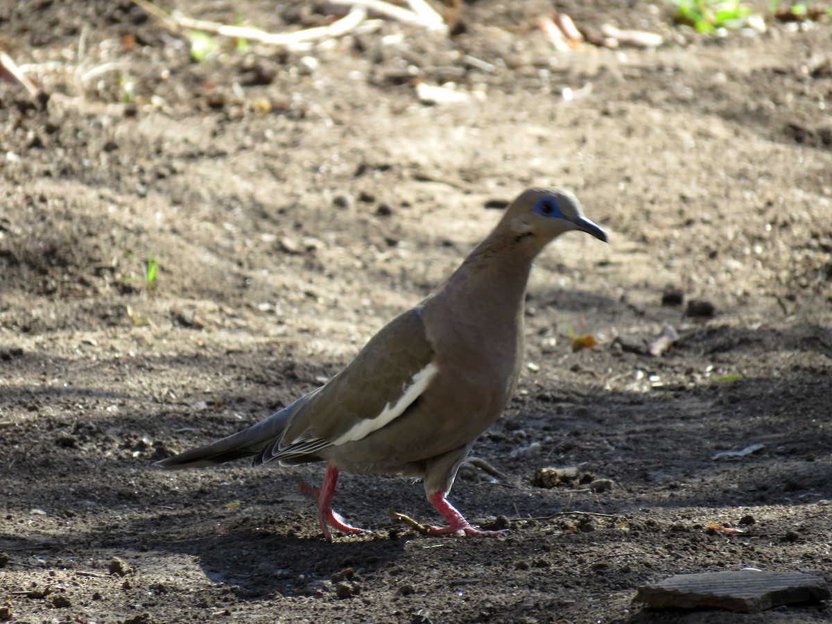 West Peruvian Dove - ML623248653